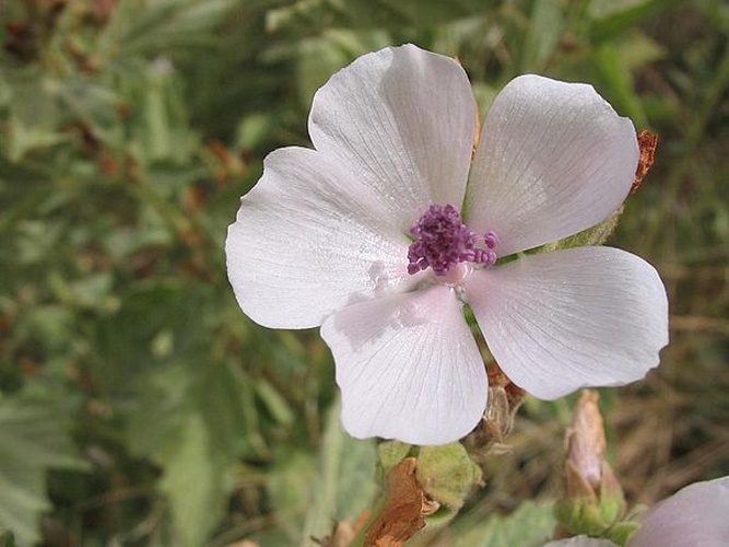 Althaea officinalis © 