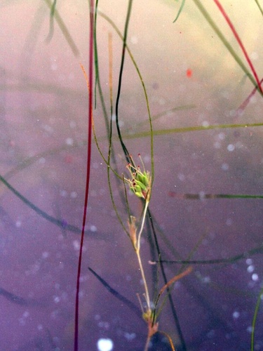 Althenia filiformis &copy; <a href="//commons.wikimedia.org/wiki/User:Ruppia2000" title="User:Ruppia2000">Ruppia2000</a>