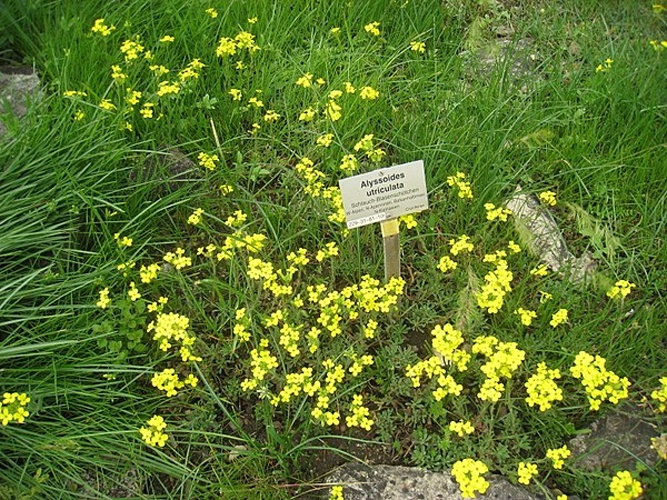 Alyssoides utriculata © <a href="//commons.wikimedia.org/wiki/User:Daderot" title="User:Daderot">Daderot</a>