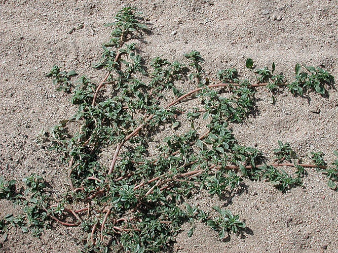 Amaranthus albus © <a href="//commons.wikimedia.org/wiki/User:Pompilid" title="User:Pompilid">Mike</a>