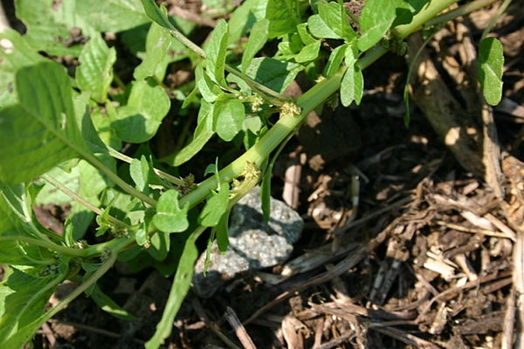 Amaranthus blitoides © <a href="//commons.wikimedia.org/wiki/User:SB_Johnny" title="User:SB Johnny">SB Johnny</a>