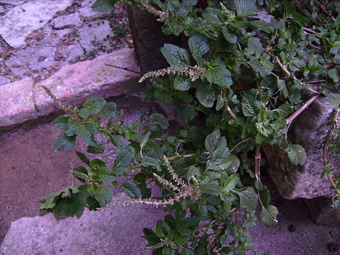 Amaranthus deflexus © <a href="//commons.wikimedia.org/wiki/User:Victor_M._Vicente_Selvas" title="User:Victor M. Vicente Selvas">Victor M. Vicente Selvas</a>