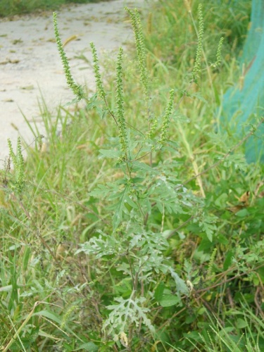 Ambrosia artemisiifolia © <a href="//commons.wikimedia.org/wiki/User:Dalgial" title="User:Dalgial">Dalgial</a>