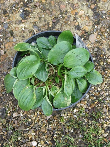 Ambrosina bassii &copy; <a rel="nofollow" class="external text" href="https://www.flickr.com/people/26698606@N03">peganum</a> from Small Dole, England