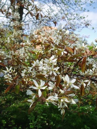 Amelanchier lamarckii © <a href="//commons.wikimedia.org/wiki/User:Nordelch" title="User:Nordelch">Udo Schröter</a>