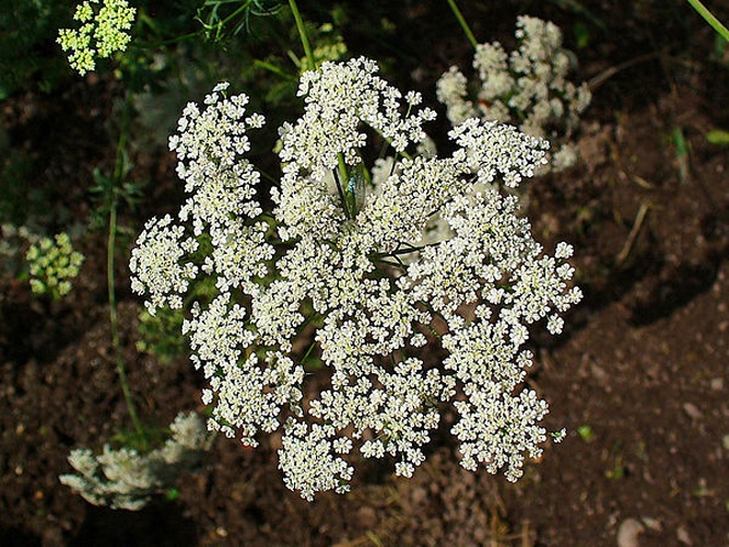 Ammi majus &copy; H. Zell