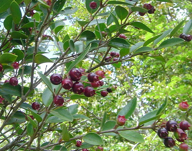 Amomyrtus luma &copy; <a href="//commons.wikimedia.org/wiki/User:Lin_linao" title="User:Lin linao">Lin linao</a>