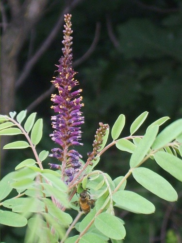 Amorpha fruticosa © <a href="//commons.wikimedia.org/wiki/User:Dalgial" title="User:Dalgial">Dalgial</a>