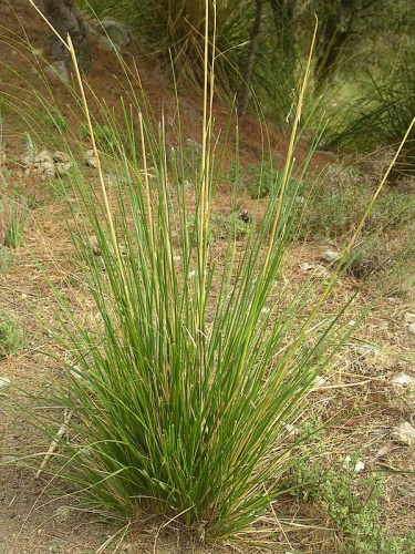 Ampelodesmos mauritanicus &copy; <a href="//commons.wikimedia.org/wiki/User:Paucabot" title="User:Paucabot">Pau Cabot</a>