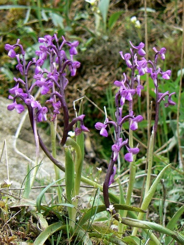 Anacamptis champagneuxii © <a href="//commons.wikimedia.org/w/index.php?title=User:Johan_N&amp;action=edit&amp;redlink=1" class="new" title="User:Johan N (page does not exist)">Johan N</a>