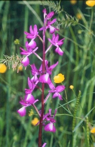 Anacamptis laxiflora © 