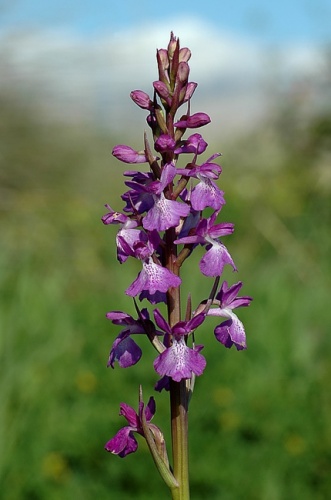 Anacamptis palustris © <a href="//commons.wikimedia.org/wiki/User:Mg-k" title="User:Mg-k">Mg-k</a>