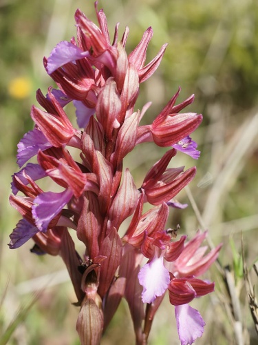 Anacamptis papilionacea © <a href="//commons.wikimedia.org/wiki/User:Biopics" title="User:Biopics">Hans Hillewaert</a>