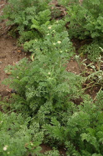 Anacyclus radiatus &copy; <a href="//commons.wikimedia.org/wiki/User:Oceancetaceen" title="User:Oceancetaceen">Oceancetaceen - Alice Chodura</a>