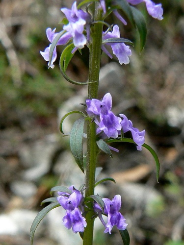 Anarrhinum bellidifolium © <a href="//commons.wikimedia.org/w/index.php?title=User:Johan_N&amp;action=edit&amp;redlink=1" class="new" title="User:Johan N (page does not exist)">Johan N</a>