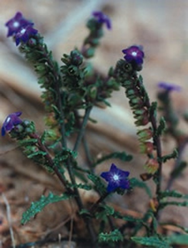 Anchusa crispa &copy; <a rel="nofollow" class="external text" href="http://data.iucn.org/themes/ssc/sgs/sgs.htm">MIPSG/SSC/IUCN</a>