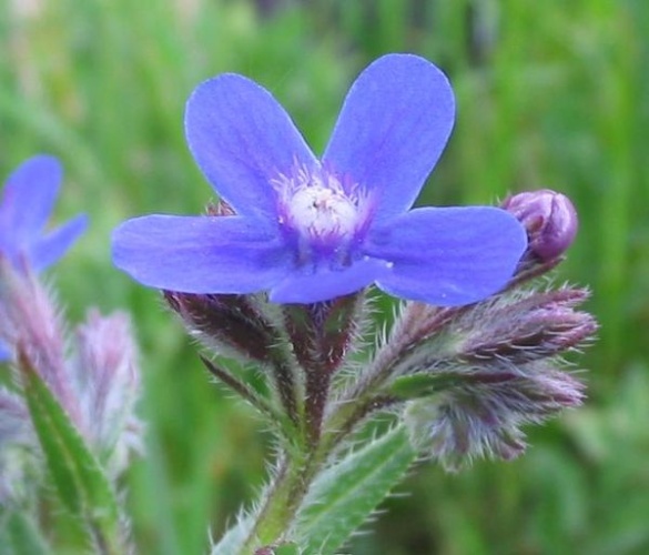 Anchusa italica &copy; 