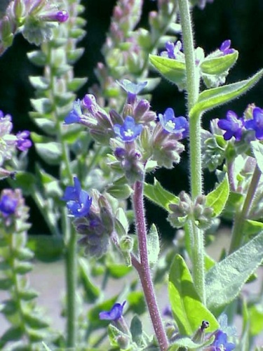 Common bugloss © 