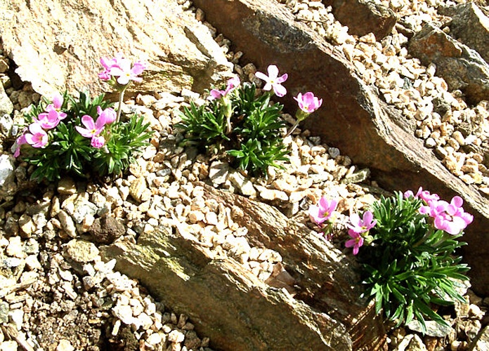 Androsace halleri © <a href="//commons.wikimedia.org/w/index.php?title=User:Philippe.pechoux&amp;action=edit&amp;redlink=1" class="new" title="User:Philippe.pechoux (page does not exist)">Philippe.pechoux</a>