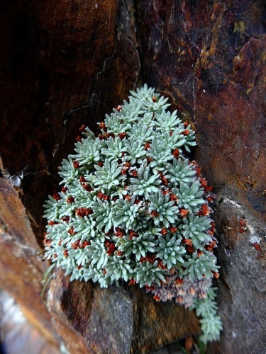 Androsace vandellii &copy; <a href="//commons.wikimedia.org/wiki/User:Isidre_blanc" title="User:Isidre blanc">Isidre blanc</a>