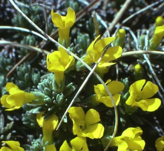 Androsace vitaliana &copy; <a href="//commons.wikimedia.org/wiki/User:Patrice78500" title="User:Patrice78500">Patrice78500</a>