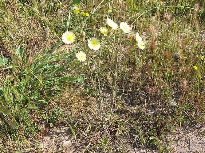 Andryala integrifolia © 