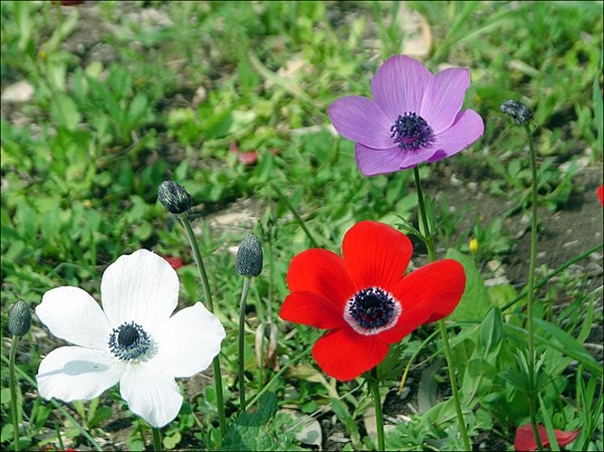 Anemone coronaria © <a href="//commons.wikimedia.org/wiki/User:Aviad2001" title="User:Aviad2001">Aviad2001</a>