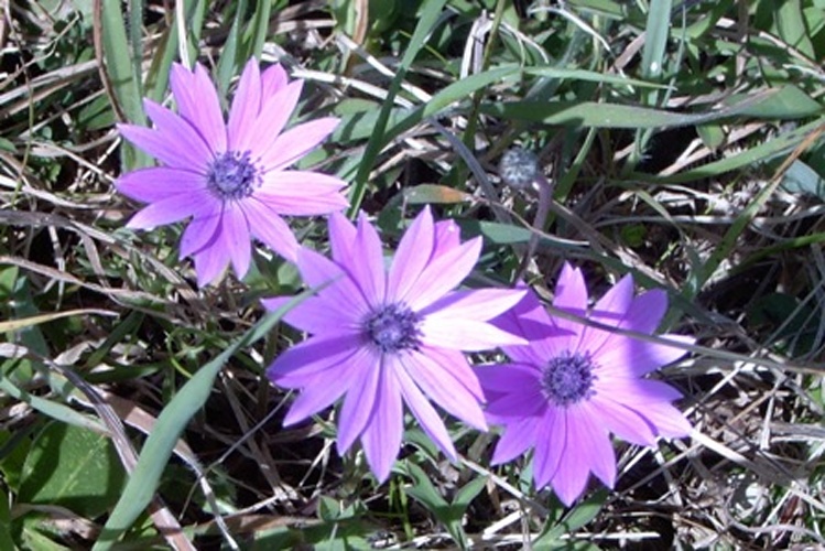 Anemone hortensis © Laura Morelli