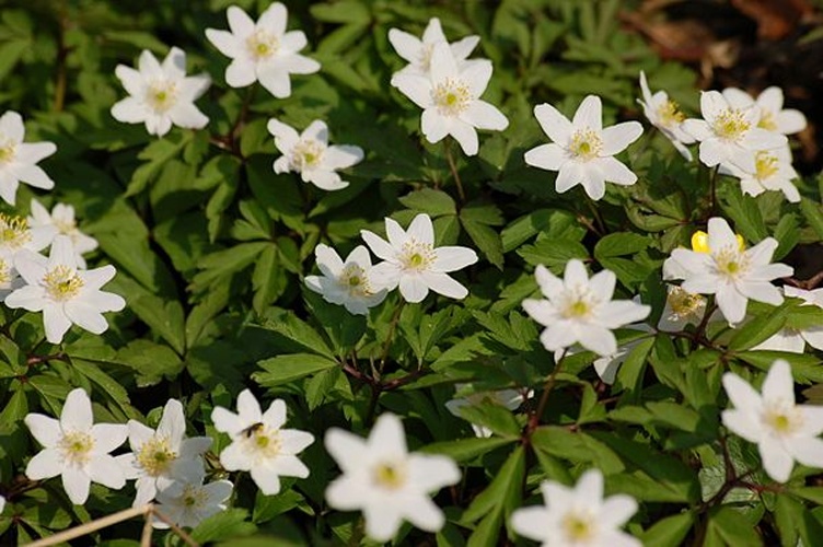 Anemone nemorosa &copy; <a href="//commons.wikimedia.org/wiki/User:Lilly_M" title="User:Lilly M">Lilly M</a>