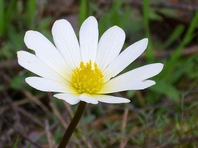 Anemone palmata &copy; <a href="//commons.wikimedia.org/wiki/User:Javier_martin" title="User:Javier martin">Javier martin</a>