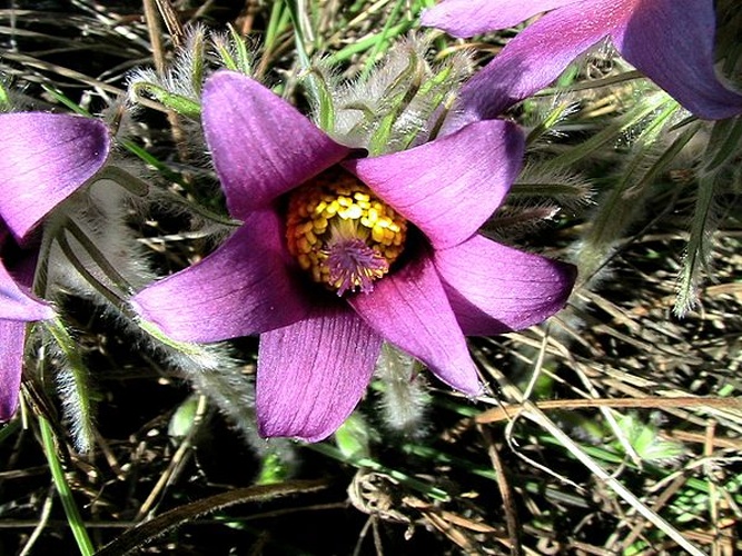 Pulsatilla rubra © <a href="//commons.wikimedia.org/wiki/User:Isidre_blanc" title="User:Isidre blanc">Isidre blanc</a>