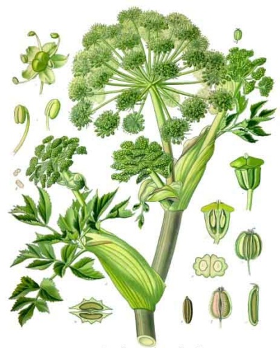 Angelica archangelica &copy; Franz Eugen Köhler, <i>Köhler's Medizinal-Pflanzen</i>