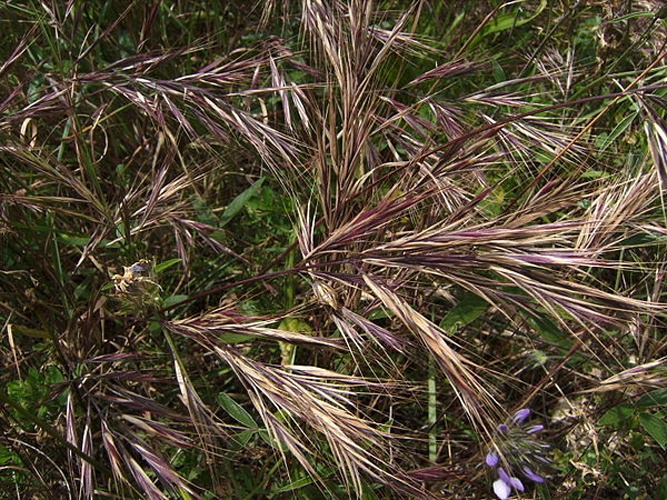 Bromus madritensis © <a href="//commons.wikimedia.org/wiki/User:Victor_M._Vicente_Selvas" title="User:Victor M. Vicente Selvas">Victor M. Vicente Selvas</a>