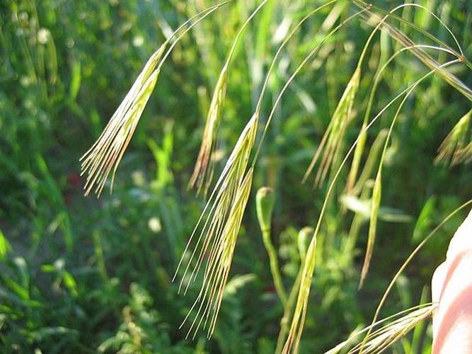 Bromus sterilis © Kristian Peters -- <a href="//commons.wikimedia.org/wiki/User:Fabelfroh" title="User:Fabelfroh">Fabelfroh</a> 19:12, 20 August 2005 (UTC)