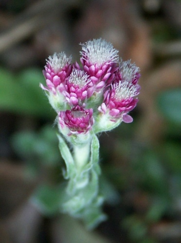 Antennaria dioica &copy; 