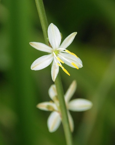 Anthericum liliago © <a href="//commons.wikimedia.org/wiki/User:Alvesgaspar" title="User:Alvesgaspar">Alvesgaspar</a>