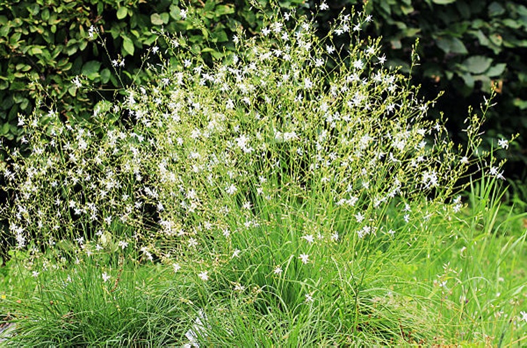 Anthericum ramosum © <a href="//commons.wikimedia.org/wiki/User:Karelj" title="User:Karelj">Karelj</a>