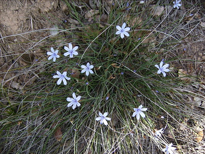 Aphyllanthes monspeliensis © <a href="//commons.wikimedia.org/wiki/User:Victor_M._Vicente_Selvas" title="User:Victor M. Vicente Selvas">Victor M. Vicente Selvas</a>