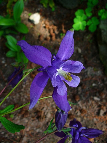 Aquilegia alpina © H. Zell