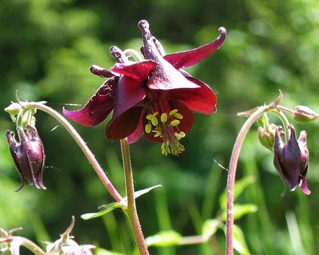Aquilegia atrata &copy; <a href="https://de.wikipedia.org/wiki/Benutzer:hsuepfle" class="extiw" title="de:Benutzer:hsuepfle">Harald Süpfle</a>