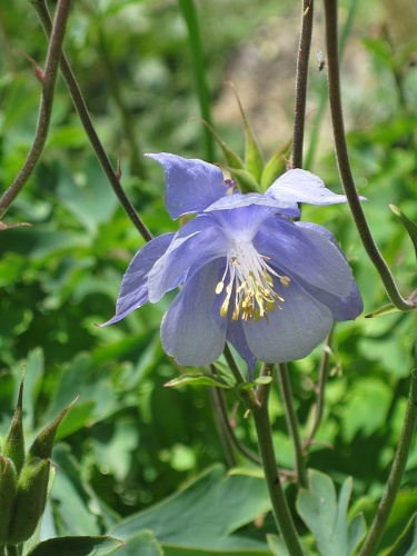 Aquilegia bernardii © <a href="//commons.wikimedia.org/wiki/User:Meneerke_bloem" title="User:Meneerke bloem">Meneerke bloem</a>