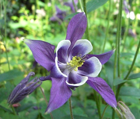 Aquilegia vulgaris © 