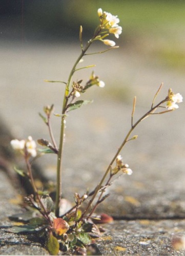 Arabidopsis thaliana &copy; Original uploader was <strike><a href="https://en.wikipedia.org/wiki/User:Brona" class="extiw" title="en:User:Brona">Brona</a> at <a class="external text" href="http://en.wikipedia.org">en.wikipedia</a></strike>. <a href="//commons.wikimedia.org/wiki/User:Roepers" title="User:Roepers">User:Roepers</a> at <a class="external text" href="http://nl.wikipedia.org">nl.wikipedia</a>
