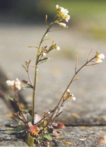 Arabidopsis thaliana © Original uploader was <strike><a href="https://en.wikipedia.org/wiki/User:Brona" class="extiw" title="en:User:Brona">Brona</a> at <a class="external text" href="http://en.wikipedia.org">en.wikipedia</a></strike>. <a href="//commons.wikimedia.org/wiki/User:Roepers" title="User:Roepers">User:Roepers</a> at <a class="external text" href="http://nl.wikipedia.org">nl.wikipedia</a>