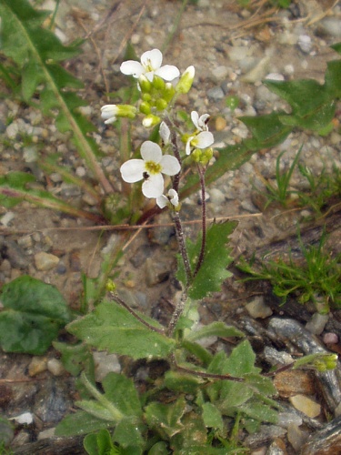 Arabis alpina &copy; 