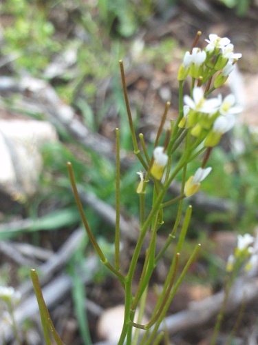 Arabis nova © <a href="//commons.wikimedia.org/wiki/User:Javier_martin" title="User:Javier martin">Javier martin</a>