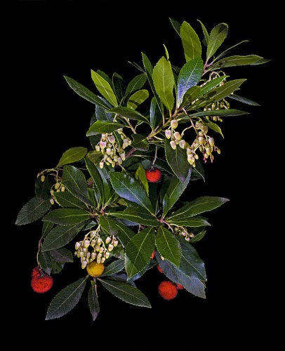 Arbutus unedo © <a href="//commons.wikimedia.org/wiki/User:Archaeodontosaurus" title="User:Archaeodontosaurus">Didier Descouens</a>