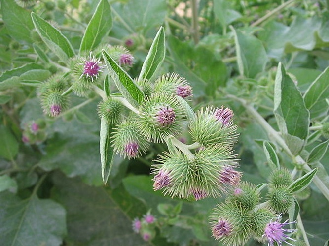 Arctium minus &copy; 
