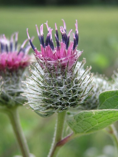 Arctium tomentosum &copy; <a href="//commons.wikimedia.org/wiki/User:Mbc" title="User:Mbc">Michael Becker</a>