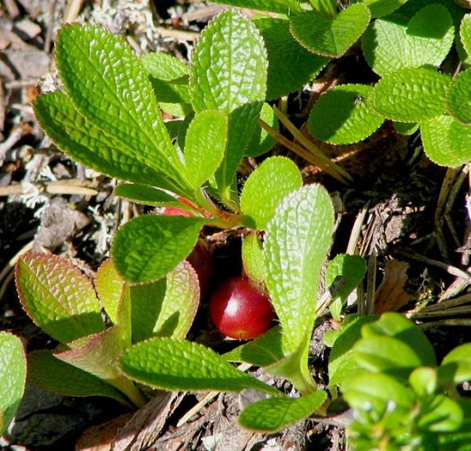 Alpine Bearberry © 